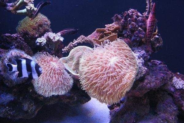 2022 United Nations World Oceans Day Photo Competition