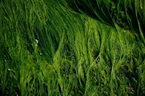 Safe Seaweed Coalition Call for Proposals 2022