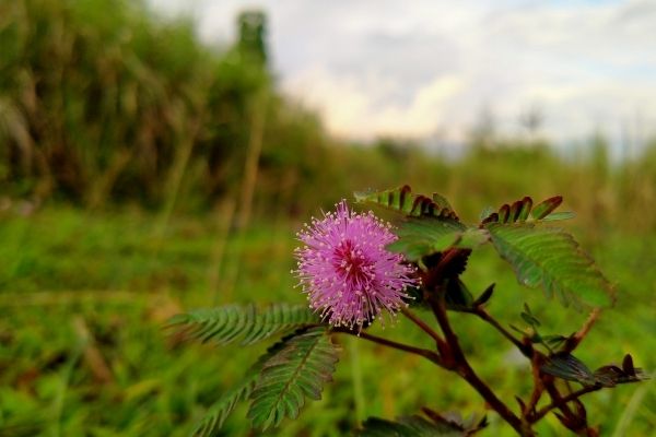 Call for Applications: Grow Wild Community Grants (UK)
