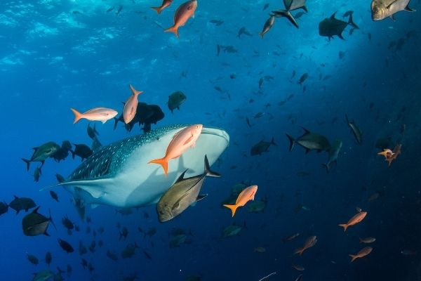 EOIs: Anglo American Positive Biodiversity Outcomes Grant 2022