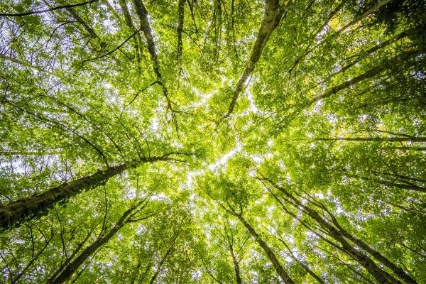 RJF Special Call: Threats to the Forest and Resilience Solutions (Congo Basin)
