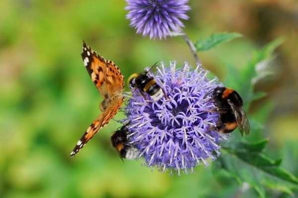 School Pollinator Garden Grants Programme (UK)