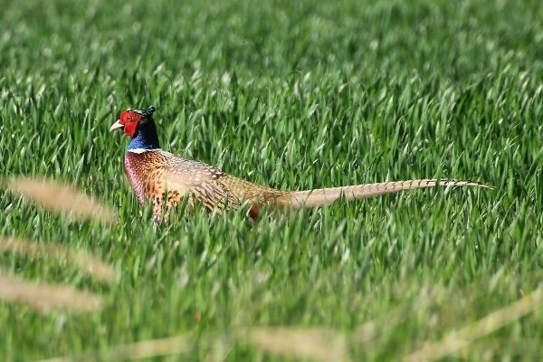 Theodore Roosevelt Genius Prize Competition for Managing Invasive Species (US)