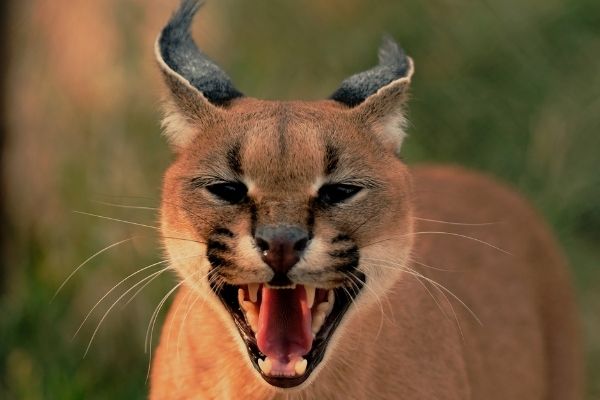 Up to £35,000 available under Jean Sainsbury Animal Welfare Trust Grant Program (UK)