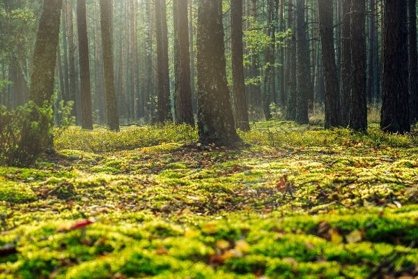 BIOPAMA Small Technical Grants 2022