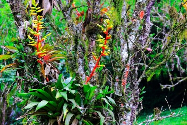 Call for Proposals to Scope Future Framework of Alliance for Biodiversity Knowledge