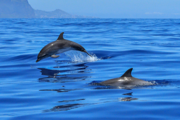 12th Annual Ocean Awareness Contest: Climate Heroes in Action
