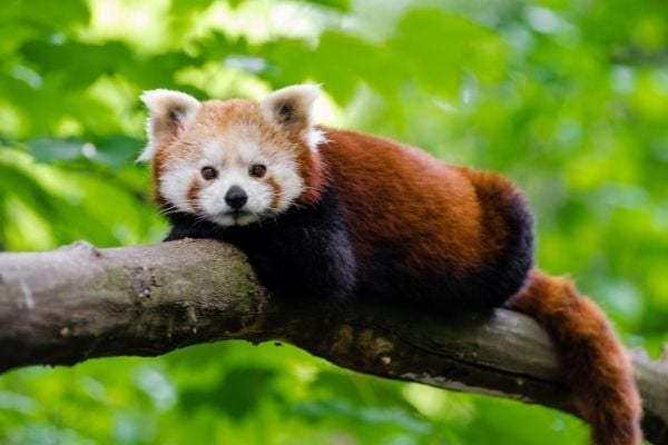 Request for Applications: Countering Wildlife Trafficking in Latin America