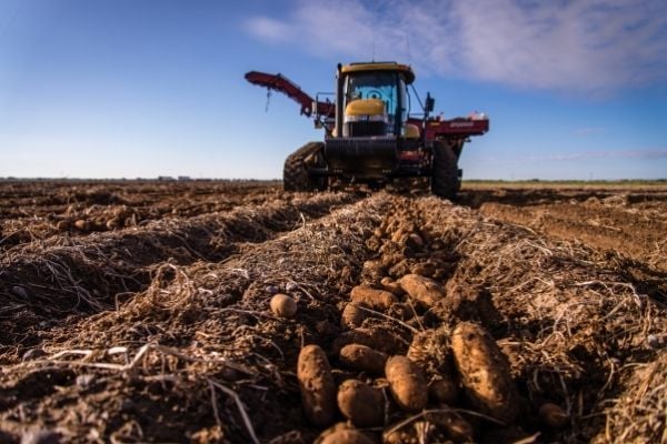 Uganda: Call for Proposals for Inclusive Development of (potato-based) Farming Systems
