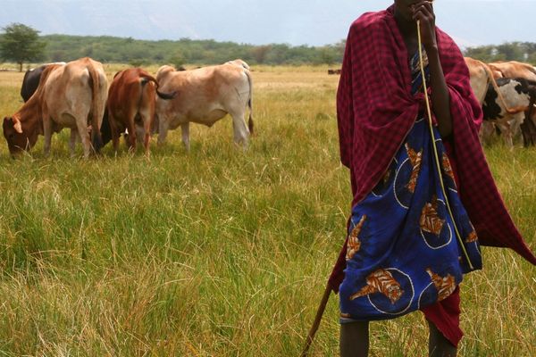 AKI's Africa-Based Animal Welfare Organization Grant Program
