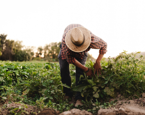 https://www2.fundsforngos.org/community-development/development-of-the-food-processing-sector-in-ethiopia/