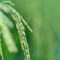 CFPs Feminist & Fair: The Future of Agricultural Supply Chains - fundsforNGOs CFPs Feminist & Fair: The Future of Agricultural Supply Chains