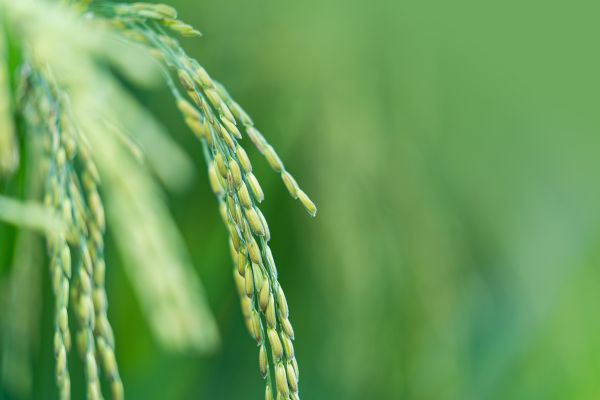 CFPs Feminist & Fair: The Future of Agricultural Supply Chains