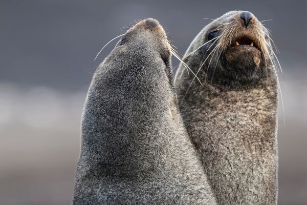 JRS Biodiversity Foundation: 2022 Call for Proposal Concepts