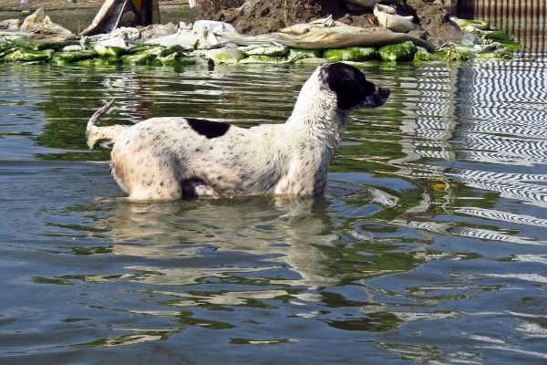 Request for Proposals for ASPCA® Disaster Response in the US