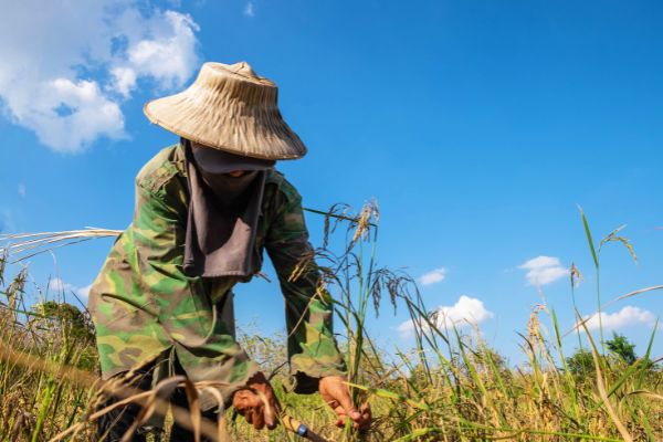 IUCN Call for Proposals for Resilient, Inclusive and Sustainable Environments (RISE) Grants