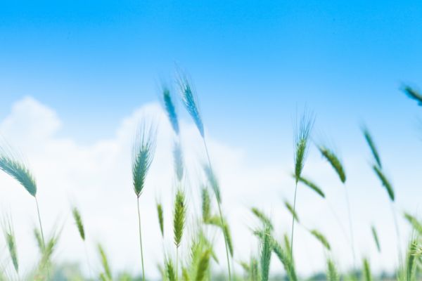 Micro-Grants for Food Security Program (US)