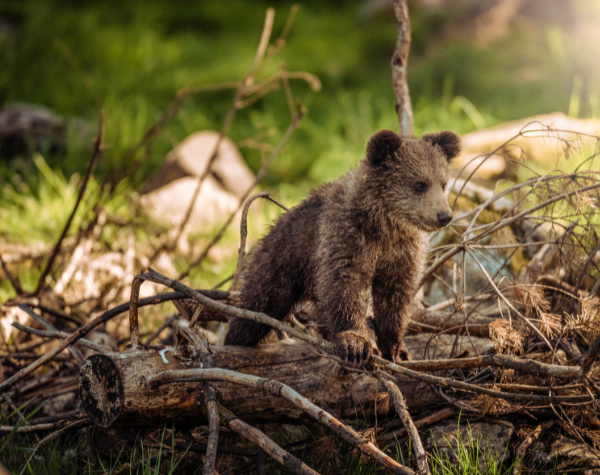 The Habitats Trusts Grants 2022 in India