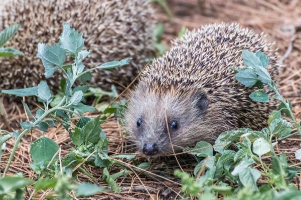 Call for Nominations: Animal Justice Awards - Australia