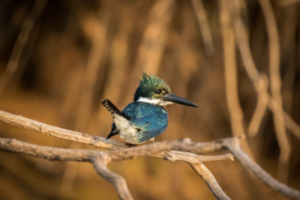 Open Call to support the creation and expansion of Protected Areas in Papua New Guinea