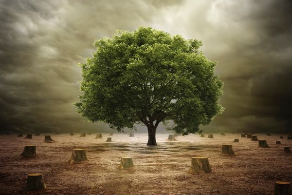 Global Forest Watch Small Grants Fund Program 2025