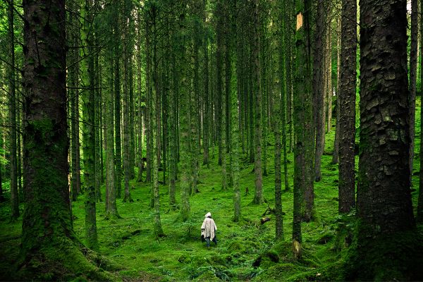 Request for Proposals: Media Relations in key Forest Countries in Latin America