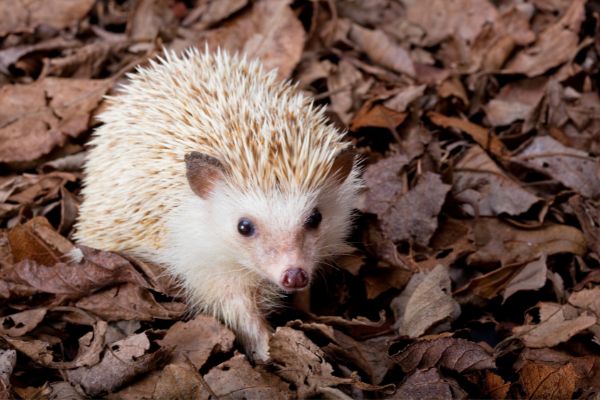 PTES Conservation Insight Grants