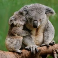 Local Conservation Grants - New Zealand - fundsforNGOs Local Conservation Grants - New Zealand