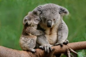Local Conservation Grants - New Zealand