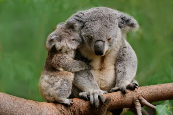 Local Conservation Grants - New Zealand