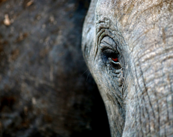 Jana Robeyst Trust Fund’s Small Conservation Grants