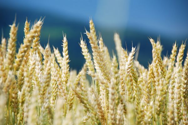 2023 Nuffield Farming Scholarships in New Zealand