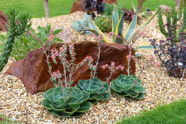 drought resilient home gardens