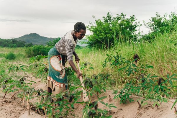 O-Farms Accelerator Program in Kenya