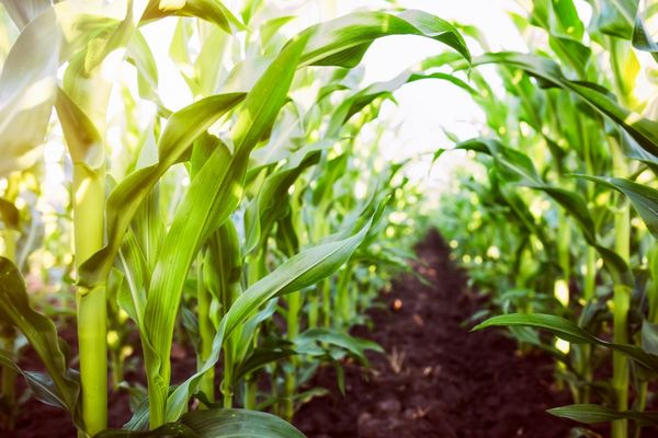 Agricultural Innovations for the Green Innovation Centre in Ethiopia