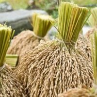 USAID/Ethiopia Empowered Communities Activity to achieve better Health and Nutrition Outcomes