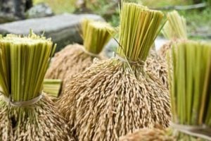 USAID/Ethiopia Empowered Communities Activity to achieve better Health and Nutrition Outcomes