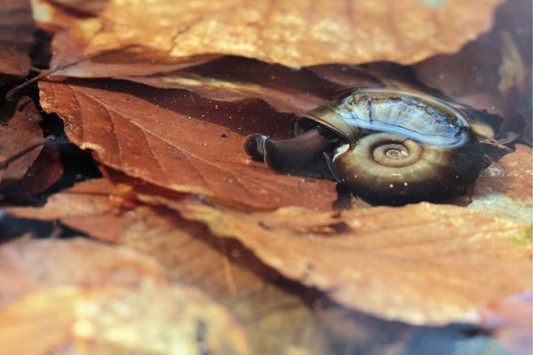 Call for Data Papers to Fill Gaps on Freshwater Species
