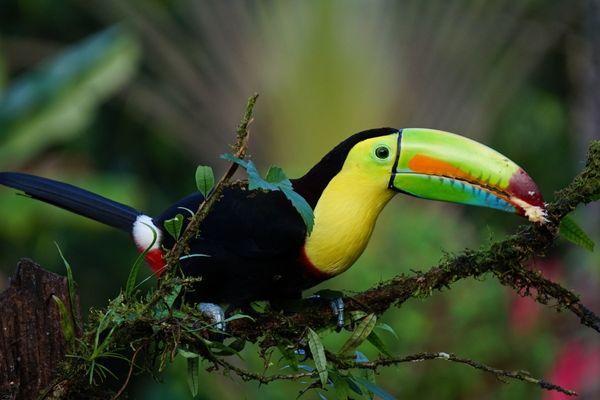 Global Audience Rainforest Journalism Fund
