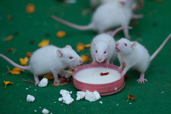 2022 AWI Refinement Grant Program