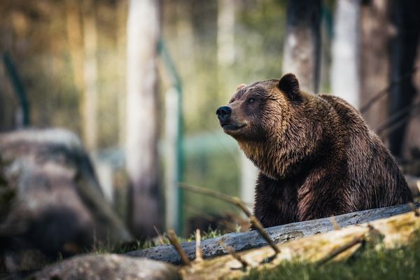 Submit a Project: Human Wildlife Initiative in France