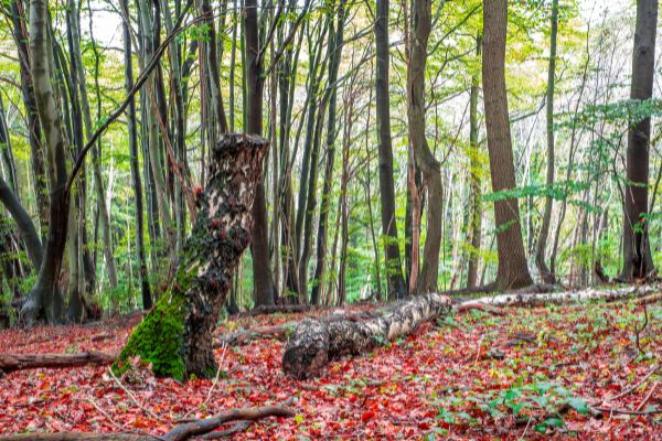 TREE Fund's Jack Kimmel International Grant Program