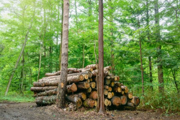 Low Value Grant: Facilitating and Assisting Forest Area Management in Indonesia