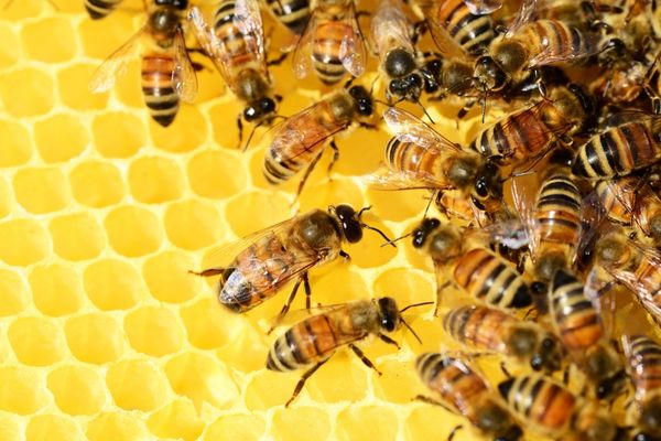 AgriFutures Honey Bee and Pollination Program: Industry Development Grants (Australia)
