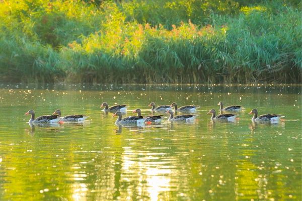 100+ Accelerator’s Biodiversity Challenge – Apply Now!