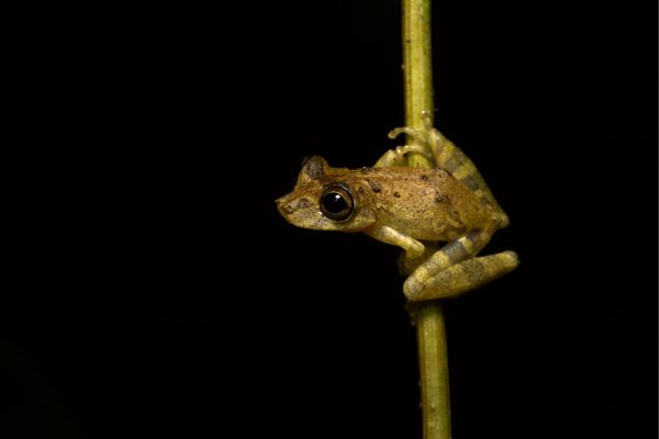 Biodiversity Fellowships for Journalists to Cover the UN Biodiversity Conference in Montreal, Canada