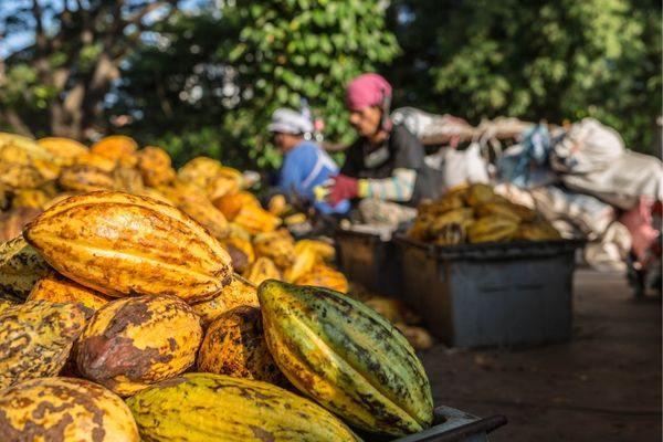 Call for Applications: Africa Cocoa Fund