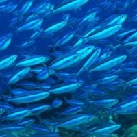 Sustainable Fisheries Fund - United States - fundsforNGOs Sustainable Fisheries Fund - United States
