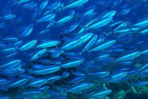 Sustainable Fisheries Fund - United States