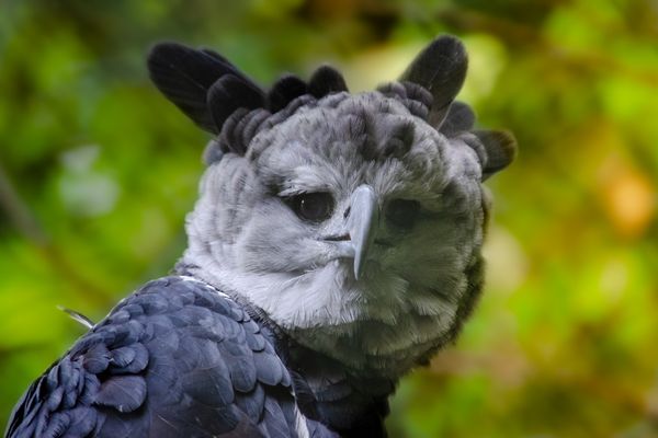 HawkWatch International’s Global Raptor Research and Conservation Grant Program